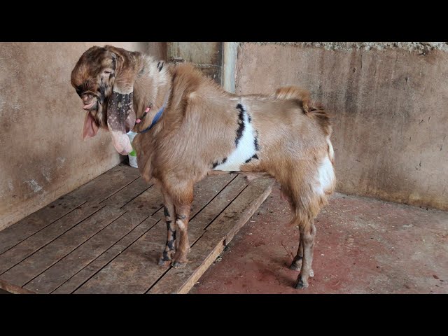 Tota hi bakra
